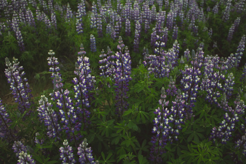 iamrealenough: Iceland - day 5: Alaskan Lupines at Hornafjörður