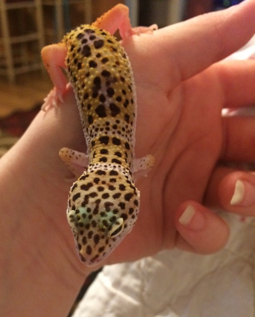 boopersnoots:Little Litha is growing fast. He’s always so spunky and has such an attitude.