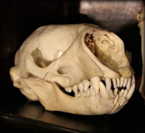 Top: I have posted these two before, but not together. Both skulls are from the South American sea l