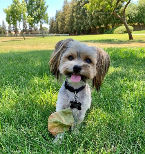 #miniyorkiesofinstagram #YorkiesOfInstagram