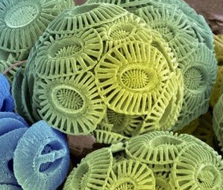 mucholderthen:The Phytoplankton Emiliania huxleyi Coccospheres up close and personalIMAGES: Natural 
