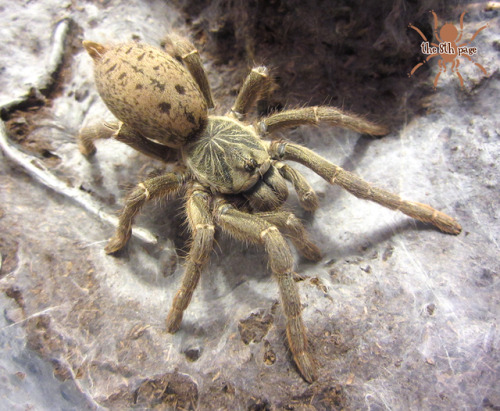 the8thpage: Pterinochilus lugardi | Fort Hall Baboon (juvenile female, 3″) See more photos of 