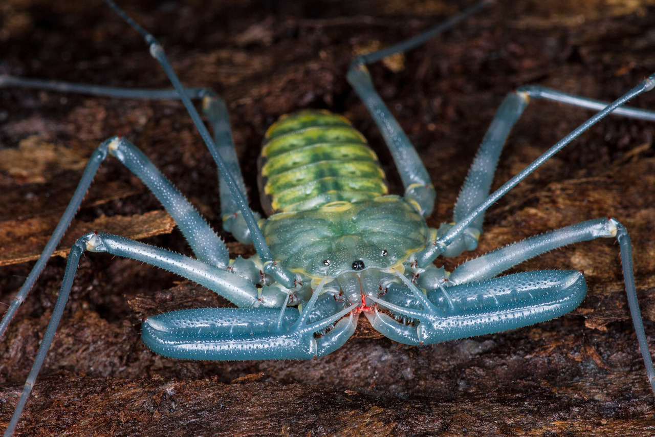 onenicebugperday: A nice tailless whip scorpion (Damon diadema) photographed minutes