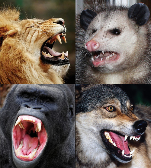 how to draw sharp teeth and have them make sense: a tutorial