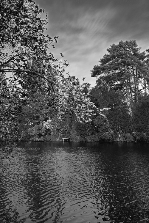 Le printemps en noir et blanc-Photo©FrançoiseLarouge2022