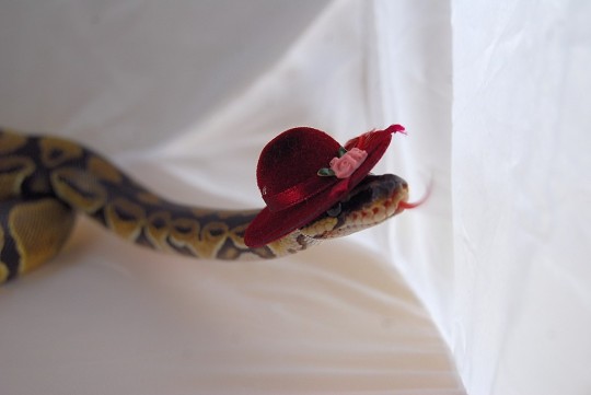 falseprophet: shiisiln:  dracofidus:  dracofidus:  DO NOT QUESTION MY COLLECTION OF JANE AUSTEN SNAKE PHOTOS A MAN IS ALLOWED TO HAVE A HOBBY  okay, so, here is my Pride and Prejudice collection: Elizabeth Bennet: Jane Bennet: Lydia Bennet: Mr Darcy: