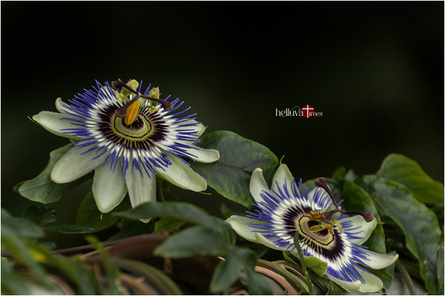 The National Flower Of Paraguay