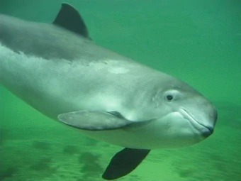 A porpoise, underwater, mouth closed.