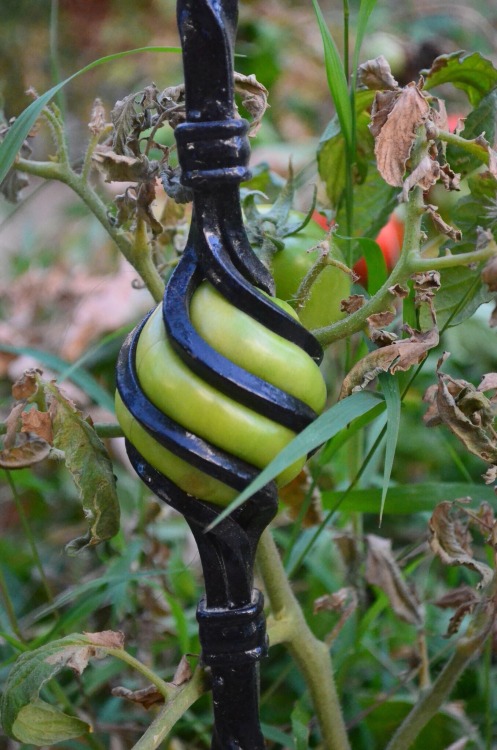 orevet:hkirkh:Tomato in the fenceaesthetic