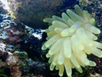 menstruosidad:  Anemone from Ponce, Puerto Rico.
