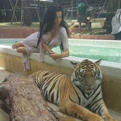 OK I didn&rsquo;t know wheather to mention this or not but now I&rsquo;ve seen people&rsquo;s reaction / comments I&rsquo;m just going to go ahead and say it.  We went to see #tigers today in #phuket . On the way there I wondered what would stop them