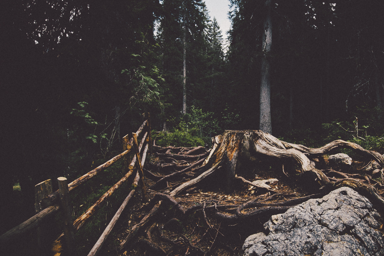 eartheld:  sidestroke:  sidestroke:     all nature  mostly nature 