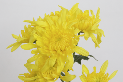 khiare:  perks of working with flowers for your art project is that you get to be surrounded by incredibly beautiful, happy, yellow things 24/7
