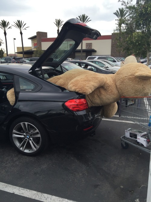 asian:  I watched the Shia labeouf’s motivational video last night and felt really inspired. So I went out and bought a Costco bear that I’ve always wanted  Don’t let dreams be dreams. 