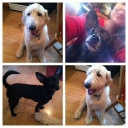 The Duffy House dogs @taraduffyy #cuties