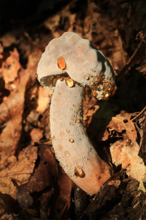 vandaliatraveler:I don’t really get excited about mushroom hunting until late in the summer, w