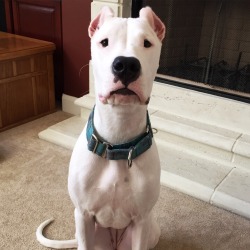 handsomedogs:  Cheese, please? Evelyn the 6.5 month old Dogo Argentino 