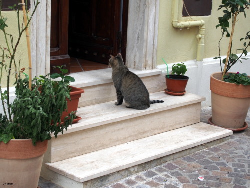 johbeil: Anybody home?Moricone, Lazio, Italiy. Tribute to Caturday.