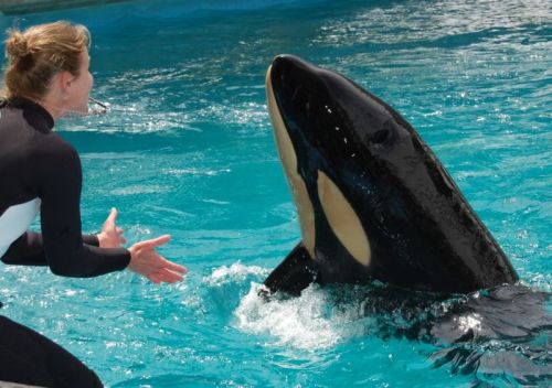 Gender: FemalePod: N/APlace of Capture: Born at SeaWorld of TexasDate of Capture: Born January 7, 20