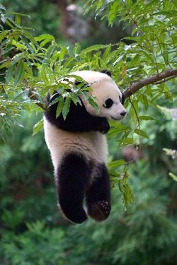 awwww-cute:  Panda bear hanging out