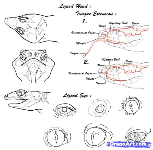 A somewhat workable fuck-ton of lizard references. Sourced by inxipe: #1: Original source not found.