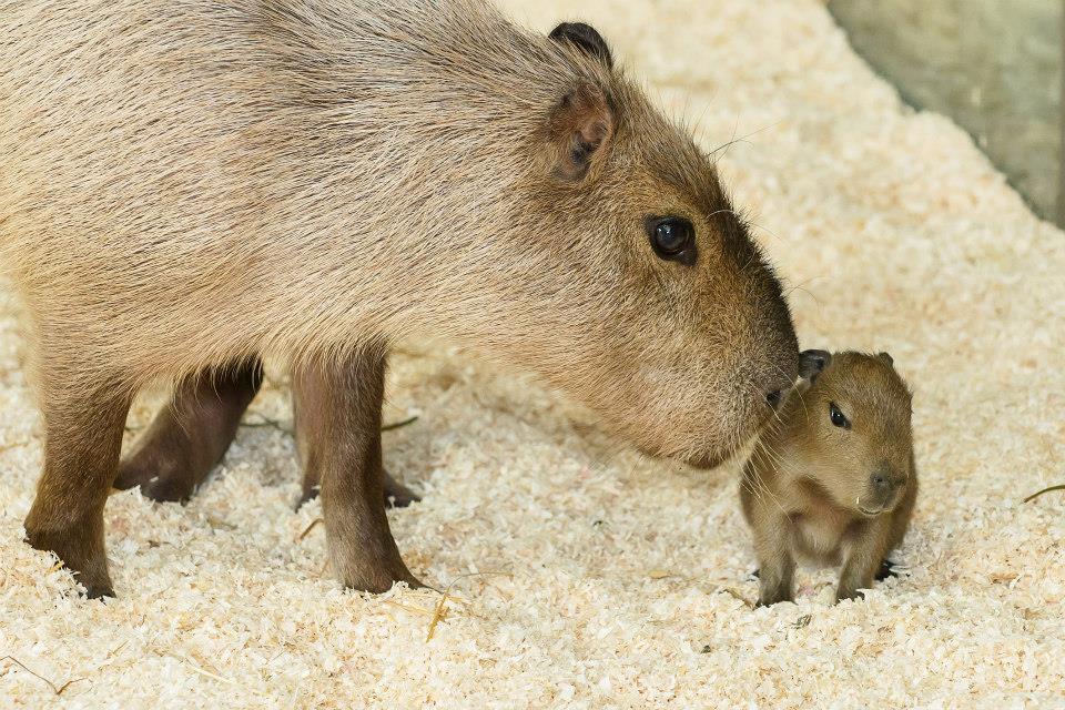 airyairyquitecontrary:  mizufae:  zooborns:  Schönbrunn Zoo Welcomes Capybara Pups