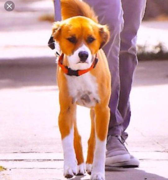 whiskey-cokenfanfic:  As much as I love Chris, Dodger has my whole heart! Look at him.MagnificentJust perfect.Heckin superb you funky little pooch.
