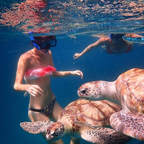 #swimming with the #turtles #sea #barbados #caribbean #catamaran #calabaza #carlisle