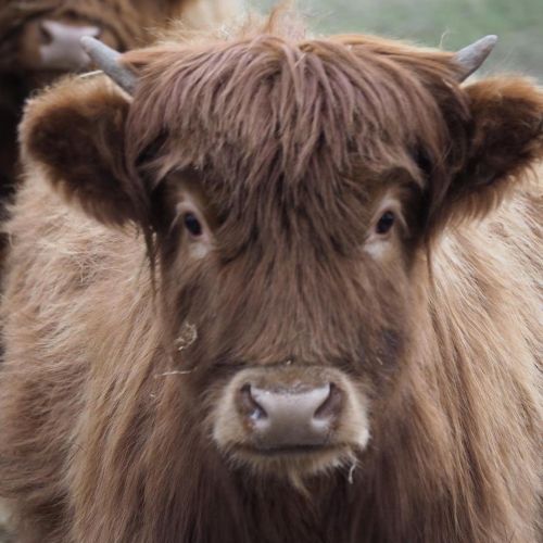 better look: eyes or no eyes?heilan coo hairstyles via bcs highland farm