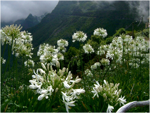 fotofreddy:I love the agapanthus on Madeira