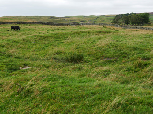 Yarnbury Henge, Grassington, Yorkshire Dales, 12.8.16. This Neolithic henge possesses a very distinc