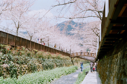dreams-of-japan:Cherry Blossom by monica_1668 on Flickr.