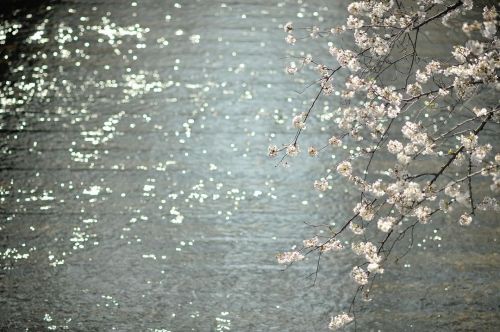 spring for tokyoites. #目黒川 #東京 #tokyo #spring #flowers #cherryblossom #nikonphotography www