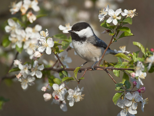 thalassarche:Black-capped Chickadee (Poecile atricapillus) - photo by ER Post