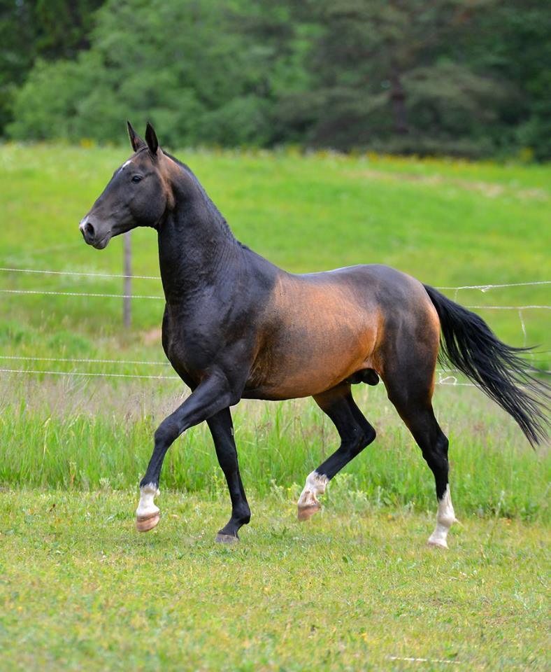 thequeerblackequestrian:  all-the-horses:   horsesanddogsandmen:  all-the-horses: