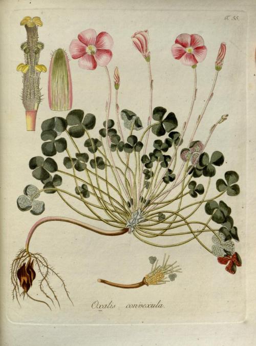 heaveninawildflower: Oxalis convexula. Plate from ‘Oxalis’ by Nicolao Josepho Jacquin. Published 179