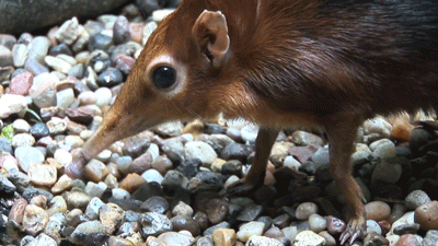 polkadotted-owl:googlevideos:astronomy-to-zoology:A Black and Rufous Sengi (Rhynchocyon petersi) bei