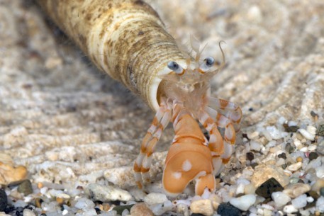 Little hermit crab Pylopagurus discoidalis living in an old ballpoint pen. Notice how its claw is ro