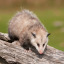 awesomepossum9