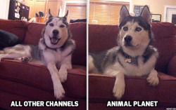 gloriouspuppies:  Dog T.V