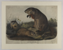 hspdigitallibrary: Arctomys Monax: Maryland, Marmot, Woodchuck, Groundhog (1842) Happy Groundhog Day!  John James Audubon (1785-1851) didn’t just paint birds, he also produced a work on mammals.  This image from 1842 shows both old and young groundhogs,