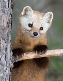 beautiful-wildlife:  Cute Pose by Marc LatremouillePine Marten