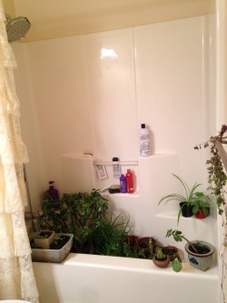 The-Stetson-Playboy:  I Did An Intensive House Plant Watering And Grooming Today.