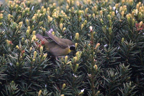 Common YellowthroatGeothlypis trichasChicago, Illinois, United States, 2015Millennium Park