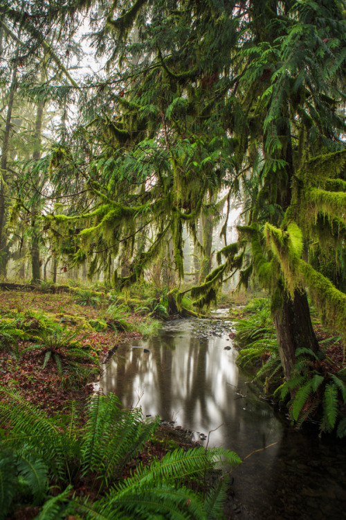 sublim-ature: Quinault Rainforest - Olympic National Park by Kristin Castenschiold