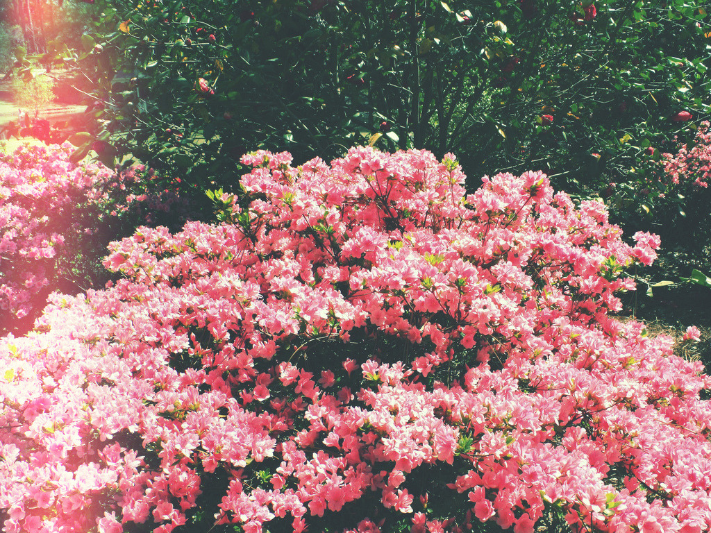 aphelia:  (by Laura Praseutkoun.) 