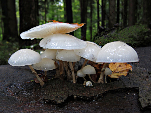 bathorynordland: Forest in the rain - autumn … by rotraud_71 on Flickr.