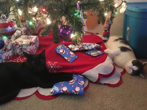 theshadowytiger:You left them here so these are our presents now!