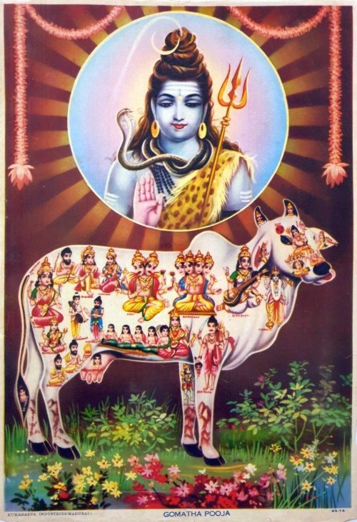 hinducosmos:Gomatha Pooja - Shiva Blessing