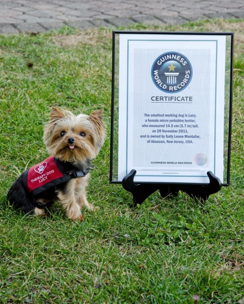 dogjournal:  WORLD’S SMALLEST WORKING DOG - “She went from homeless to a Guinness world record for the smallest working dog in the world” A Yorkshire Terrier named Lucy is recognized by the Guinness World Records as the world’s smallest working